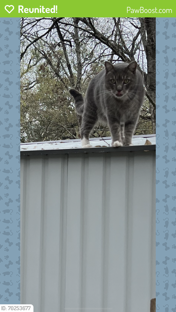 Reunited Male Cat last seen Brodie/ spotted horse, Austin, TX 78739