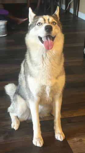 Lost Female Dog last seen Greenway Rd and Cotton lane, Surprise, AZ 85388