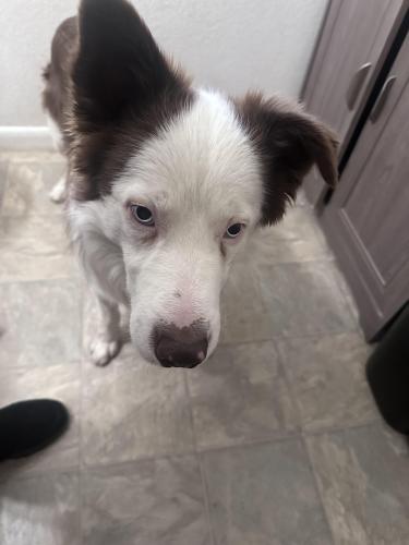 Found/Stray Unknown Dog last seen 12th and Memphis , Aurora, CO 80011