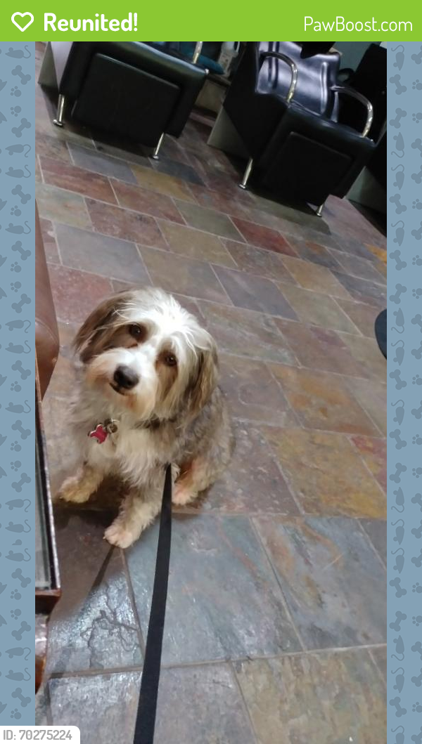 Reunited Female Dog last seen Old Texaco Rd., Conroe,  TX 77302, Montgomery County, TX 77302