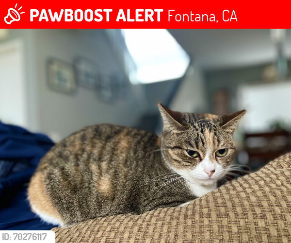 Lost Female Cat last seen Foothill Blvd, Fontana, CA 92336