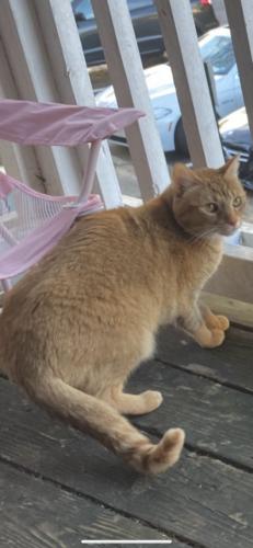 Lost Male Cat last seen Sweetwater road, Lawrenceville, GA 30044