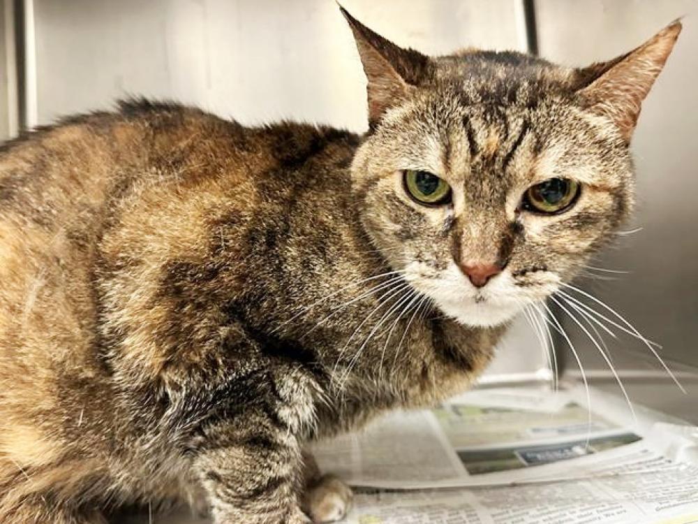 Shelter Stray Female Cat last seen Near BLOCK YALE AVE, St. Louis, MO 63144