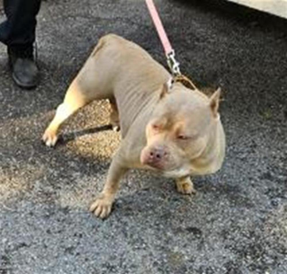 Shelter Stray Female Dog last seen Near BLOCK W DAVISON ST, DETROIT, MI 48238, Detroit, MI 48211
