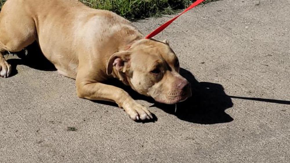 Shelter Stray Female Dog last seen Near BLOCK E NEVADA ST, DETROIT, MI 48234, Detroit, MI 48211