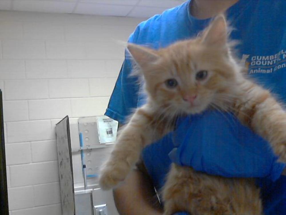 Shelter Stray Male Cat last seen Near BLOCK CHALLENGER DR, LINDEN NC 28356, Fayetteville, NC 28306