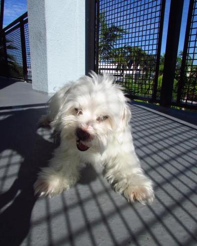 Lost Male Dog last seen Last seen in front of post office right next to entrance of morea apmts. Seen to be given care by old lady last night at 7pm, Pompano Beach, FL 33062