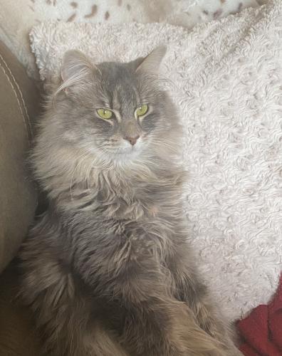 Lost Female Cat last seen Beverly Hills subdivision , Xenia, OH 45385