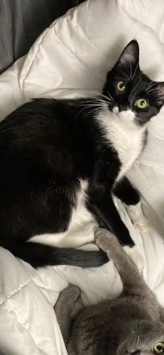 Lost Female Cat last seen Chestnut St E and Poplar Ave N, Annandale, MN 55302