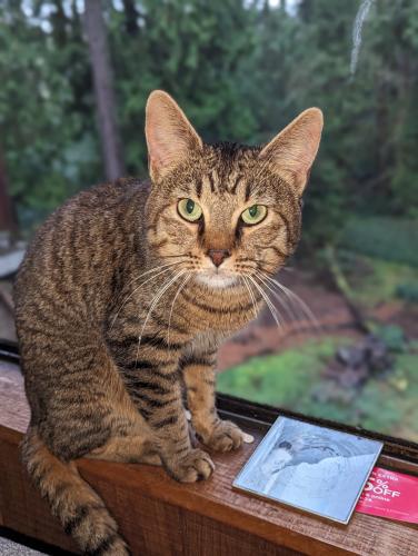 Lost Male Cat last seen Oleson and Hunt Club Rd, Garden Home-Whitford, OR 97223