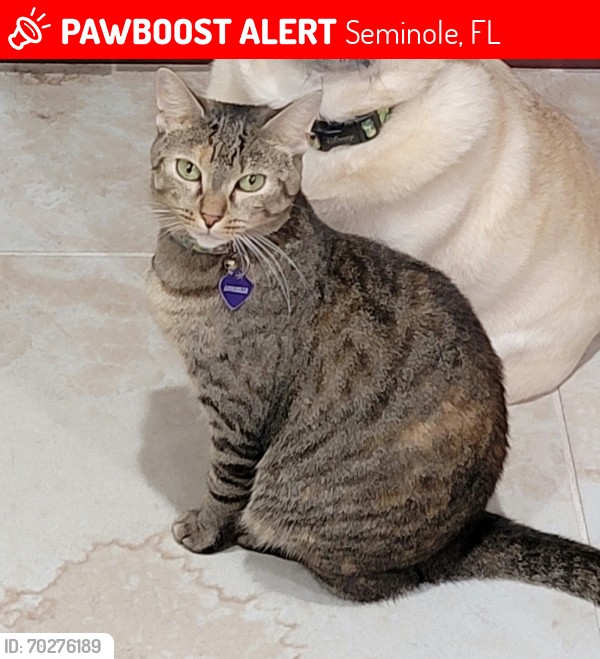 Lost Female Cat last seen Leona St and 86th Ave , Seminole, FL 33772