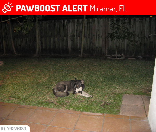 Deceased Male Dog last seen Near SW 36 Street Nautica Subdivision Miramar, Miramar, FL 33027