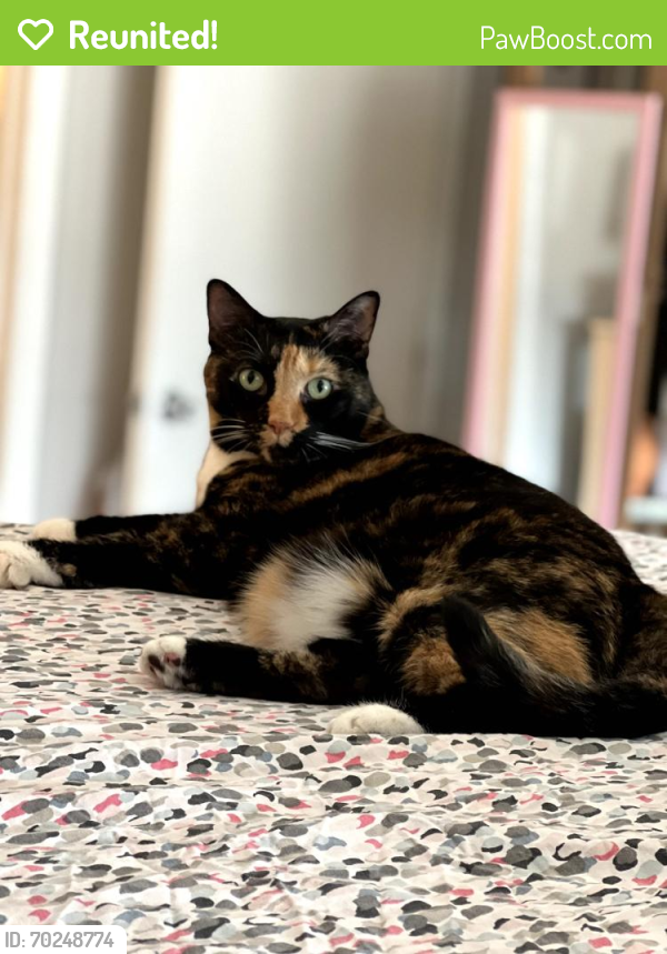 Reunited Female Cat last seen 46th and Allisonville, Indianapolis, IN 46205