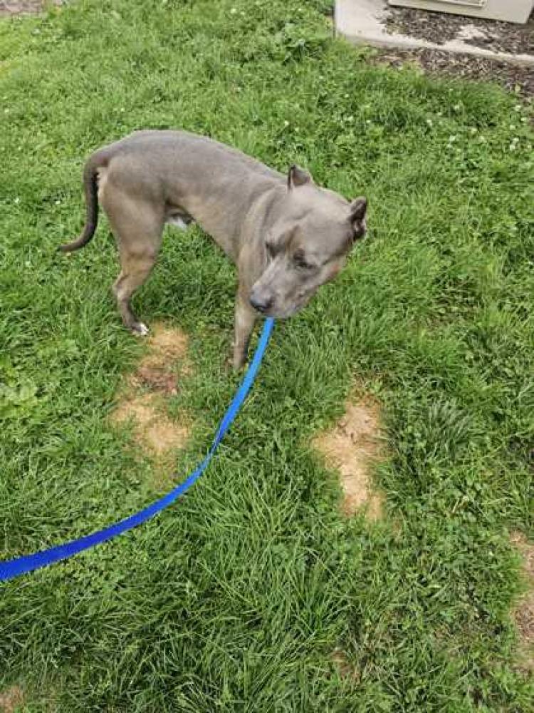Shelter Stray Male Dog last seen Knoxville, TN 37921, Knoxville, TN 37919