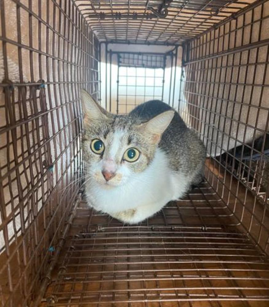 Shelter Stray Female Cat last seen Near Wylie Dr, 70808, LA, Baton Rouge, LA 70820