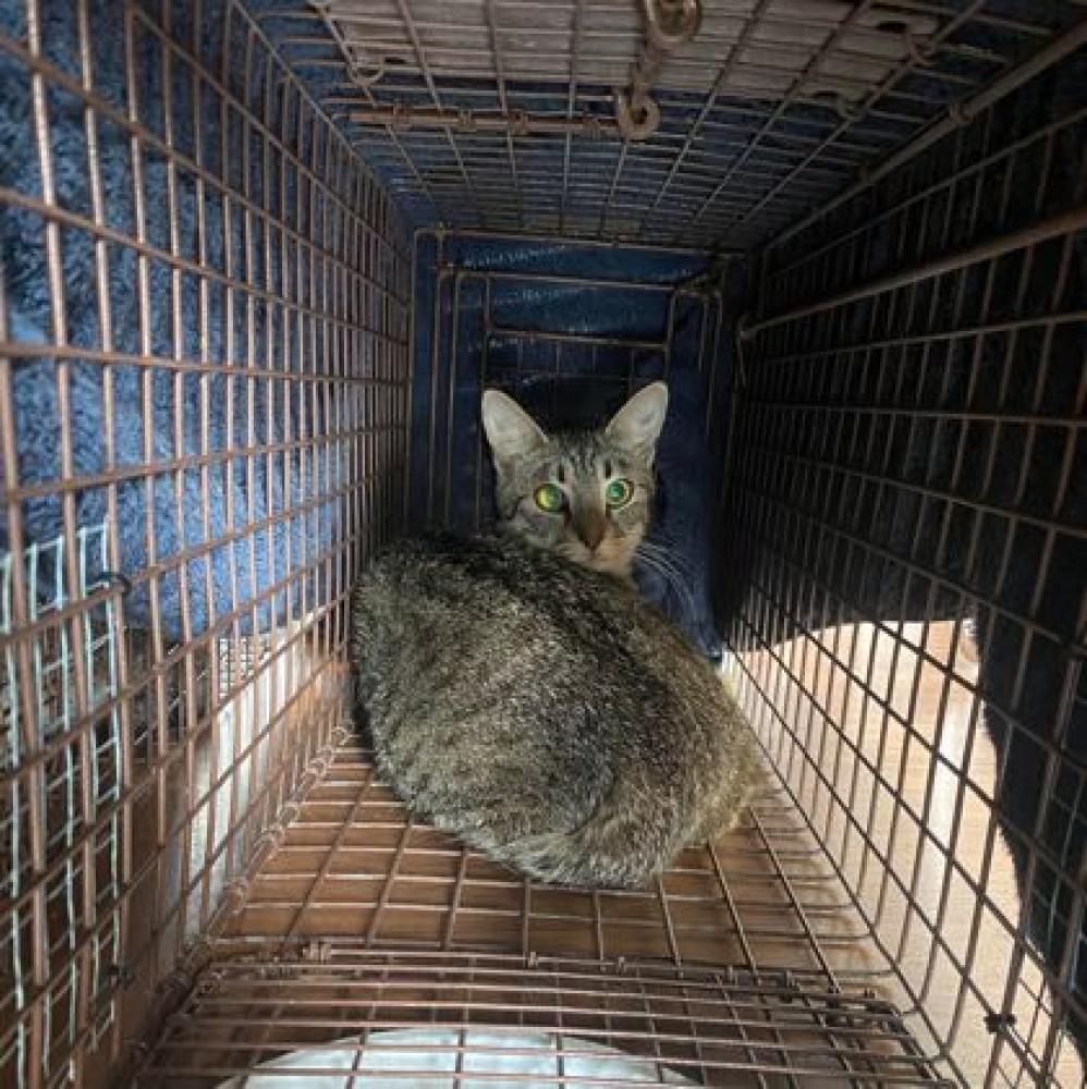 Shelter Stray Unknown Cat last seen Near Wylie Dr, 70808, LA, Baton Rouge, LA 70820