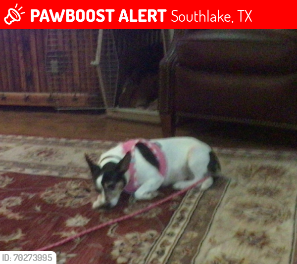 Lost Female Dog last seen Old Dragon Stadium, Southlake, TX 76092