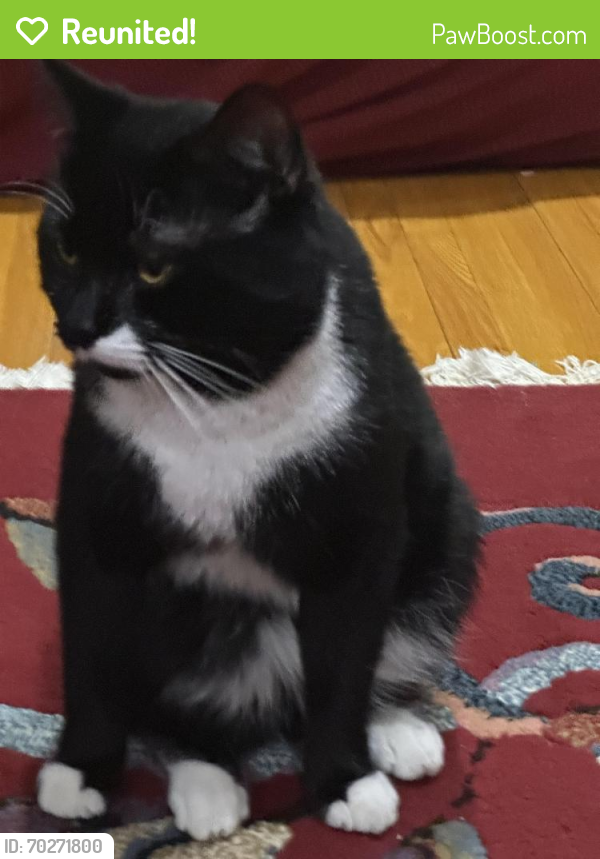 Reunited Male Cat last seen Falmouth and Eglinton , Toronto, ON M1K 4M3