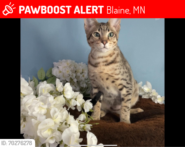 Lost Male Cat last seen Near , Blaine, MN 55449