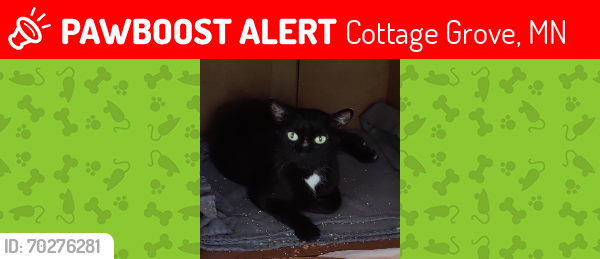 Lost Female Cat last seen Near - 76th Street S Cottage Grove, MN 55016, Cottage Grove, MN 55016