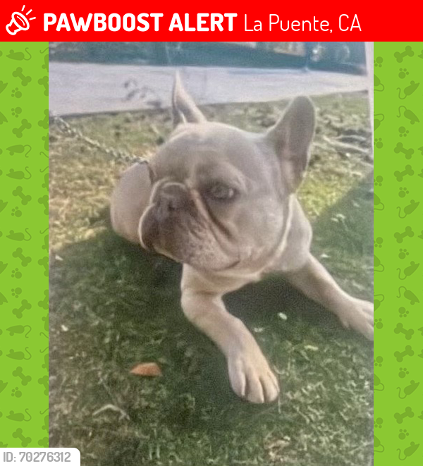 Lost Male Dog last seen Calcutta St., La Puente, CA 91744