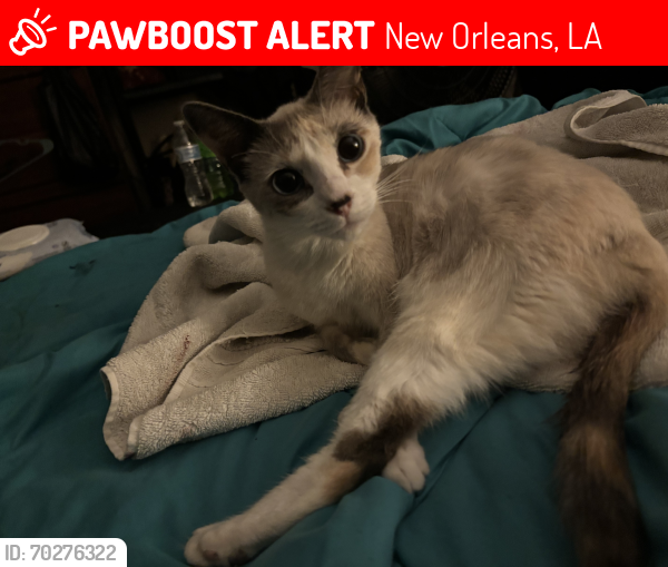 Lost Female Cat last seen Dorgenois and south galvez , New Orleans, LA 70125