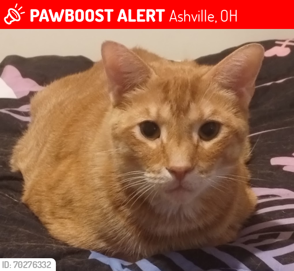 Lost Male Cat last seen  Ashville Fairfield Rd, Ashville, OH 43103