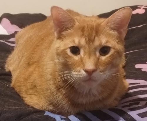 Lost Male Cat last seen  Ashville Fairfield Rd, Ashville, OH 43103