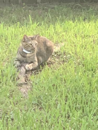 Lost Female Cat last seen Mesa, Humble, TX 77396