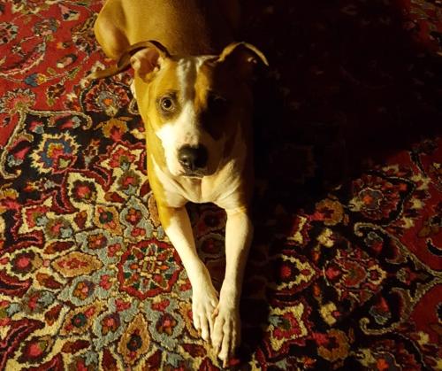 Lost Female Dog last seen Sunrise Road, Taylor Place, Cliff Park, Hook Place, Ithaca, NY 14850