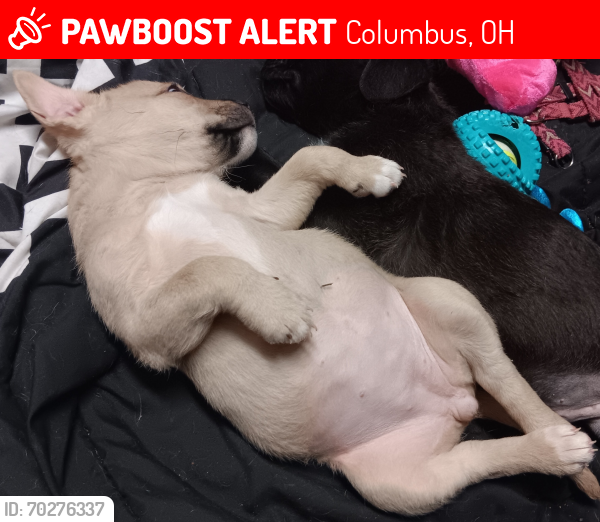 Lost Female Dog last seen Eden ave , Columbus, OH 43224