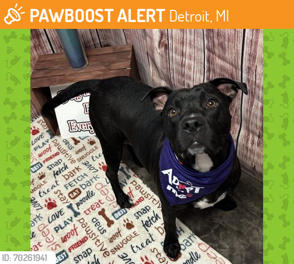 Shelter Stray Female Dog last seen Near BLOCK LESURE, DETROIT, MI 48227, Detroit, MI 48211