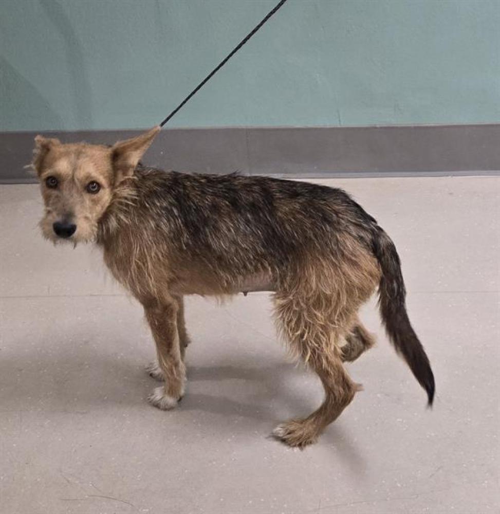Shelter Stray Female Dog last seen Near BLOCK E 2ND ST, RENO NV 89502, Reno, NV 89502