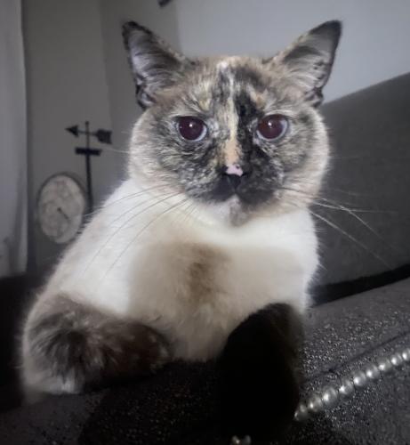 Lost Female Cat last seen Utica and 18 1/2 mile, sterling heights, right by dodge park, Sterling Heights, MI 48313