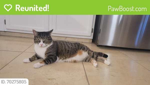 Reunited Female Cat last seen Front and Christian Streets, Philadelphia, PA 19147
