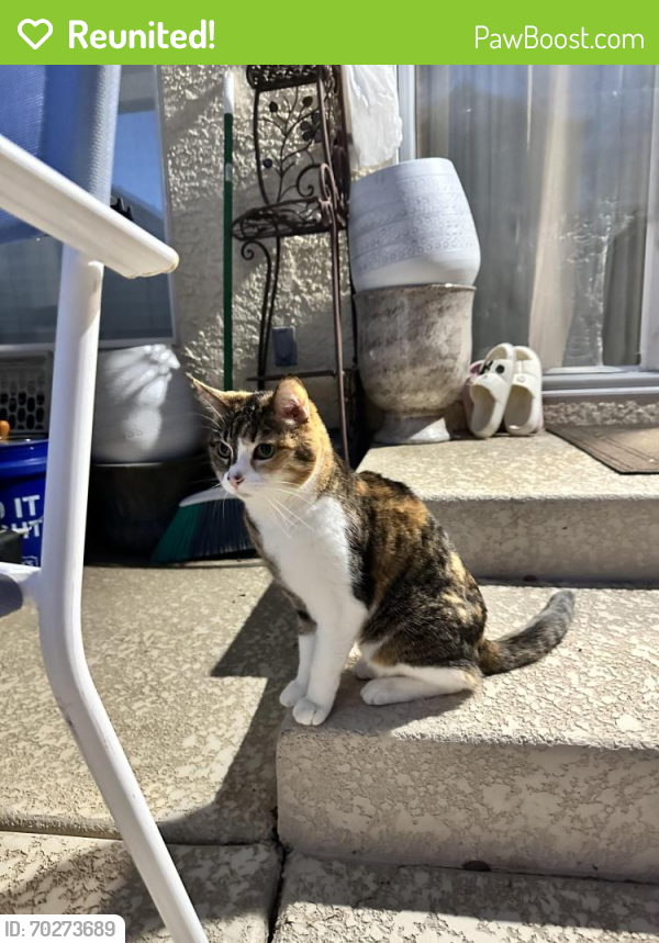 Reunited Female Cat last seen In the Covington apmts , Las Vegas, NV 89139