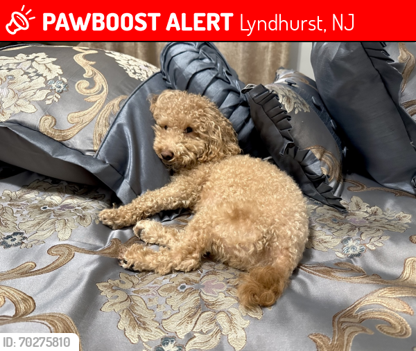 Lost Male Dog last seen first Delafield Ave. Lyndhurst, NJ, Lyndhurst, NJ 07071