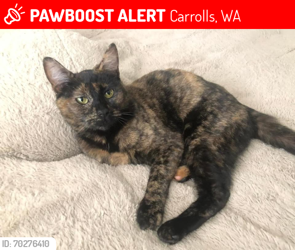 Lost Female Cat last seen Old pacific hwy, Carrolls, WA 98609