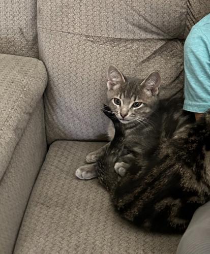 Lost Male Cat last seen Council Fire golf course, Catoosa County, GA 30736