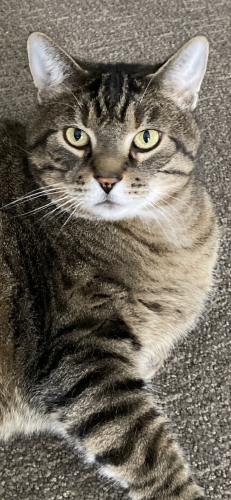 Lost Male Cat last seen Neighborhood of Nouveau CT SW, Lilburn, GA 30047