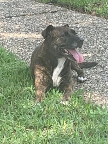 Found/Stray Female Dog last seen Oakcroft and Carlingwood, Houston, TX 77070