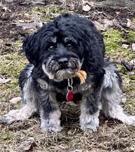 Lost Male Dog last seen Levesque West and Cartier West, Laval, QC H7V 2H9