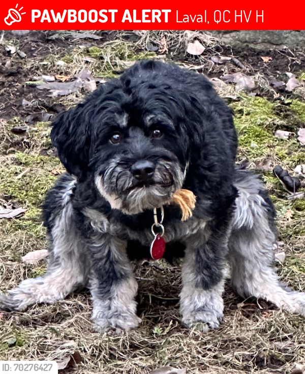 Lost Male Dog last seen Levesque West and Cartier West, Laval, QC H7V 2H9