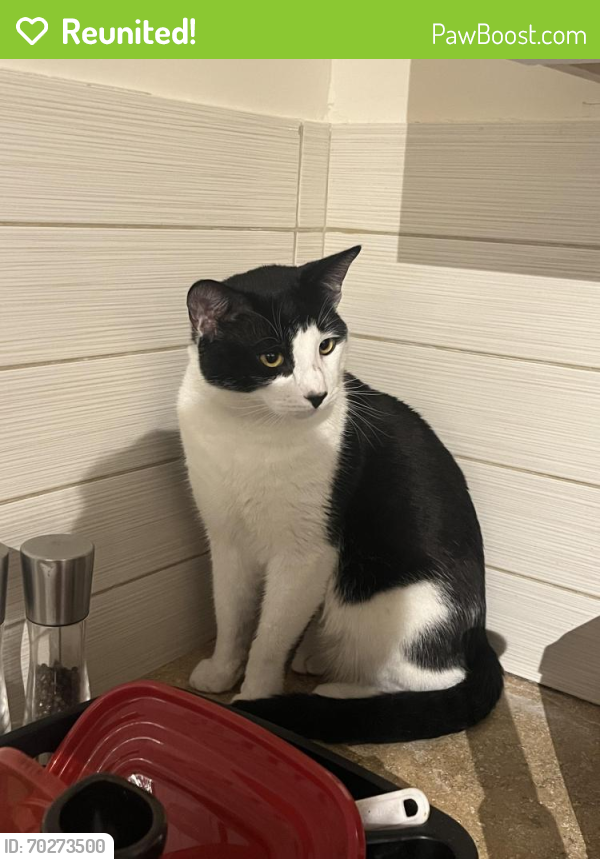 Reunited Male Cat last seen Near E 20th Ave, Vancouver, BC V5N 2K8, Canada, Vancouver, BC V5N 2K8