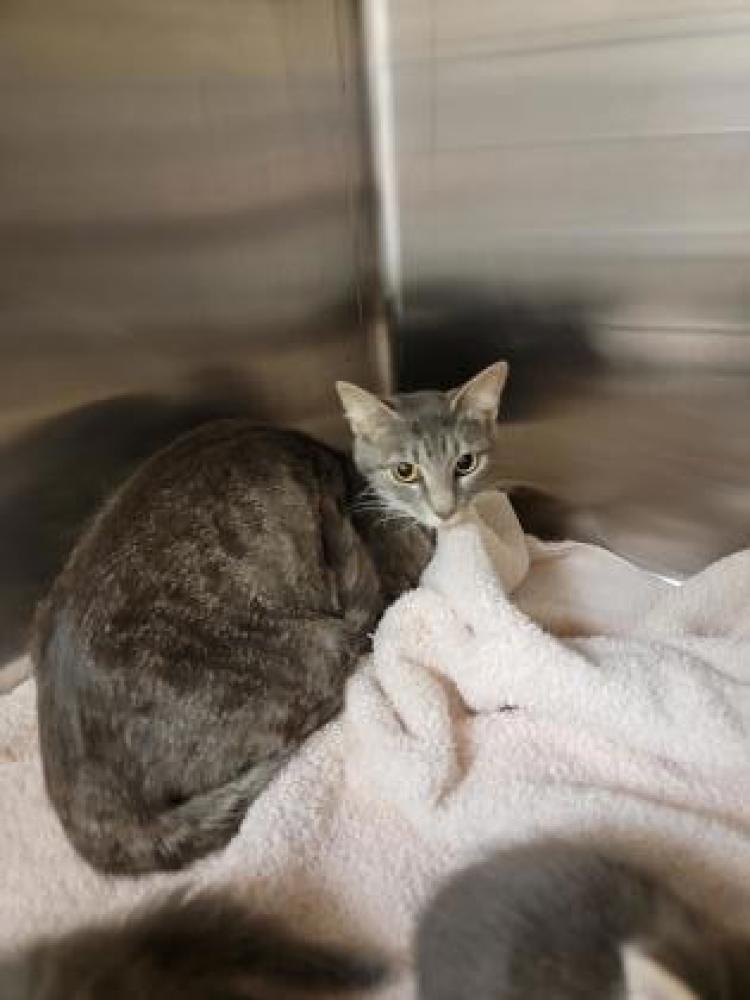 Shelter Stray Female Cat last seen DeSoto, TX 75115, Cedar Hill, TX 75104