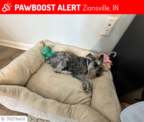 Lost Male Dog last seen Willow Rd and Michigan Rd, Zionsville, IN 46077