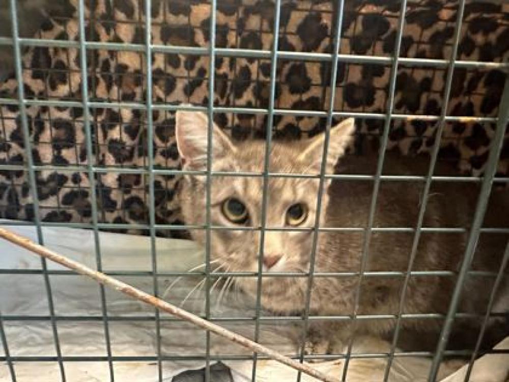 Shelter Stray Female Cat last seen Powell, TN 37849, Knoxville, TN 37919