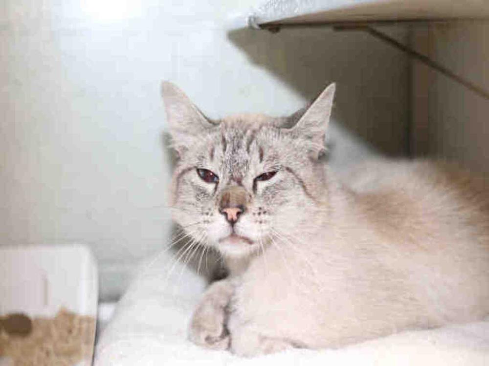 Shelter Stray Male Cat last seen Near S 1000 W, SALT LAKE CITY, UT, 84104, Salt Lake City, UT 84123