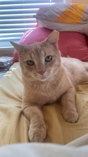 Lost Male Cat last seen Dellbank Drive, Cleveland, OH 44144