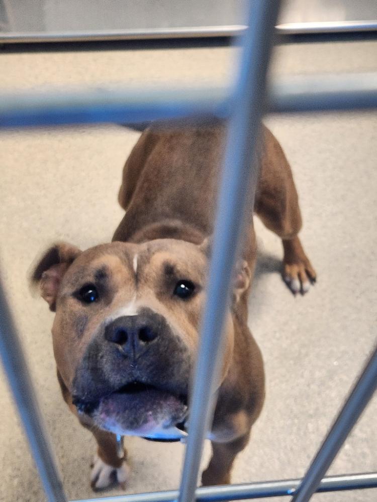 Shelter Stray Male Dog last seen Montcalm Street, PONTIAC, MI, 48341, Pontiac, MI 48341